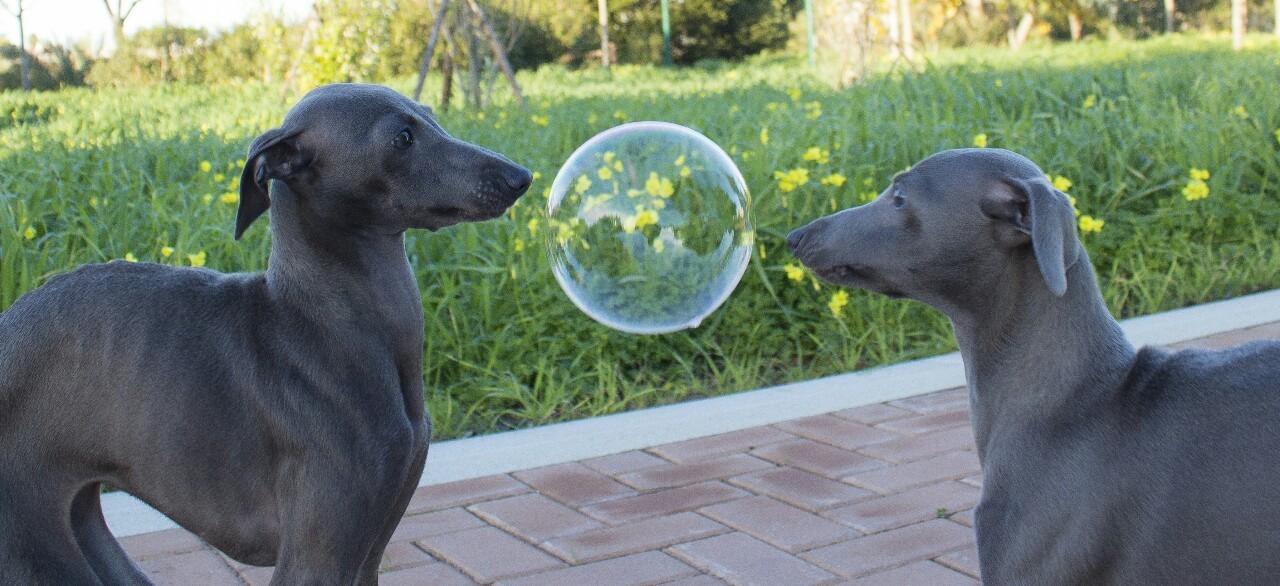 a pair of Italian Greyhound dogs looking at a bubble judgmentally